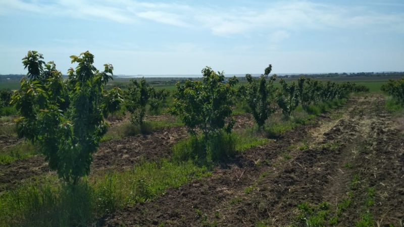 Объект по адресу Краснодарский край, Анапский р-н, Виноградный п, Красная ул