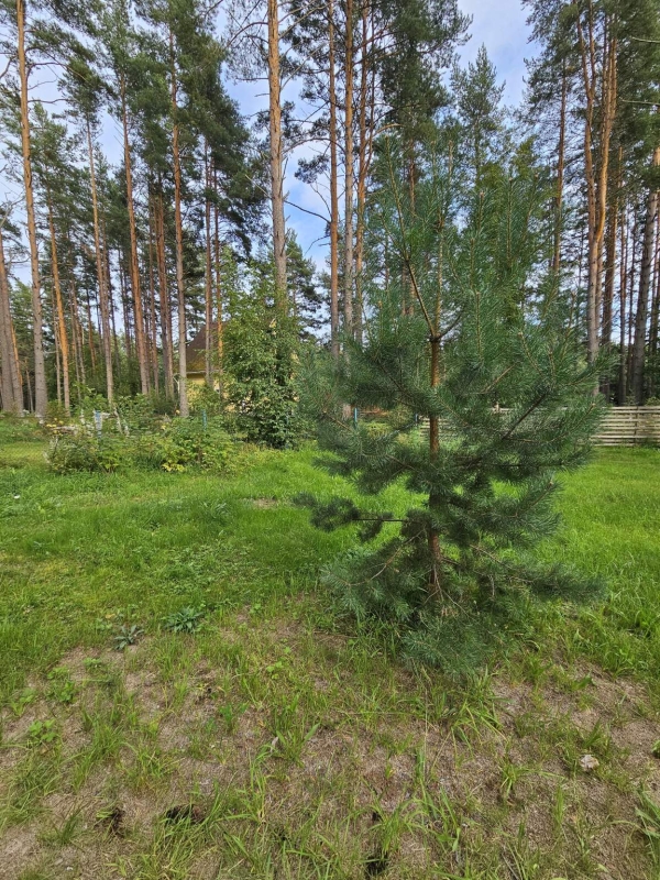 Объект по адресу Ленинградская обл, Приозерский р-н, Моторное п, Бухта Моторная ул, д. 95