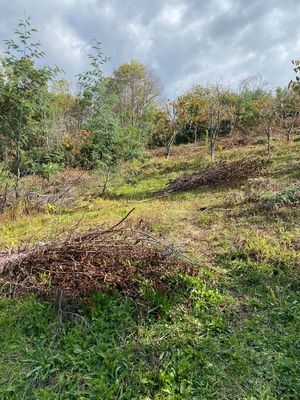 Объект по адресу Краснодарский край, Адлерский р-н, Нижняя Шиловка с, Светогорская ул, д. 22