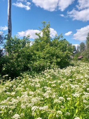 Объект по адресу Ленинградская обл, Гатчинский р-н, Сиверский гп, Красная ул, д. 13